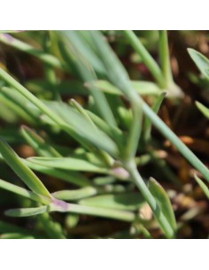 Oeillet de Grenoble Pink jewel 2