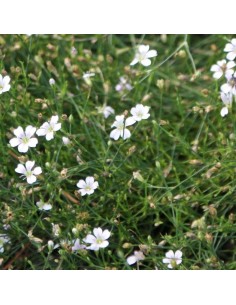 Oeillet des rochers 2