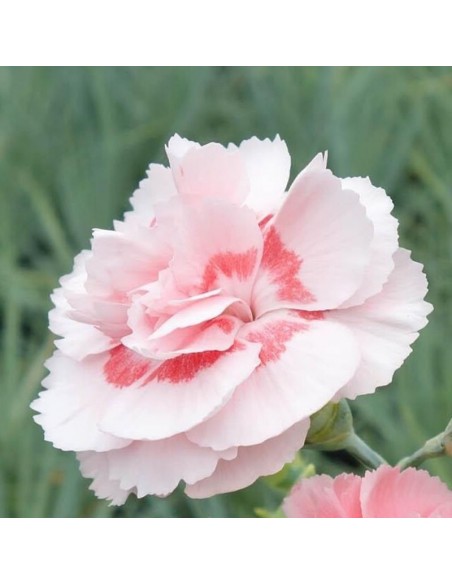 Oeillet mignardise Doris