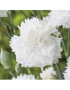 Oeillet mignardise Haytor white