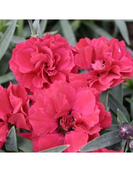 Oeillet mignardise Heidi