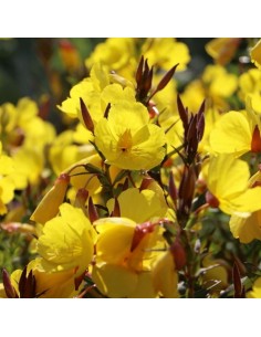 Oenothere Sonnenwende