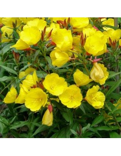 Oenothere Sonnenwende 2