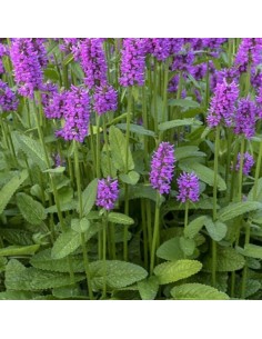 Oreille d'ours Hummelo