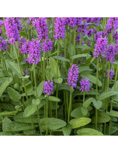 Oreille d'ours Hummelo