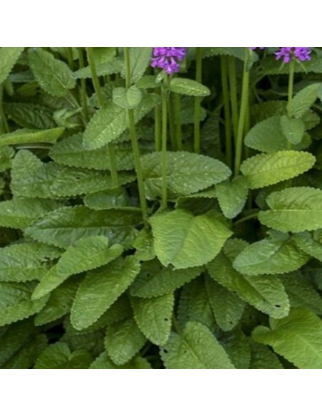 Oreille d'ours Hummelo