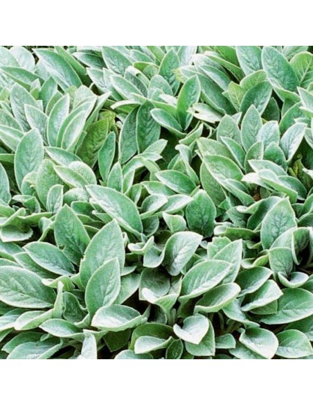 Oreille d'ours Big Ears