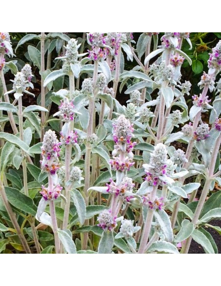 Oreille d'ours Big Ears