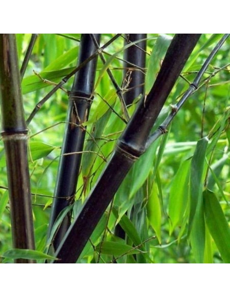 Bambou noir - Phyllostachys nigra Bambou noir - Phyllostachys nigra