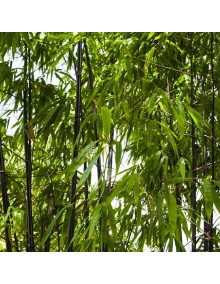 Bambou noir - Phyllostachys nigra Bambou noir - Phyllostachys nigra