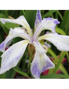 Iris des rives Mottled beauty
