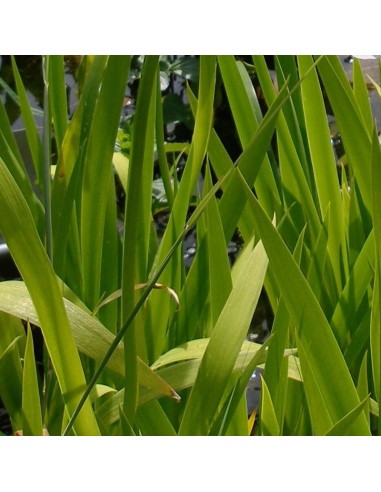 Iris des rives Mottled beauty