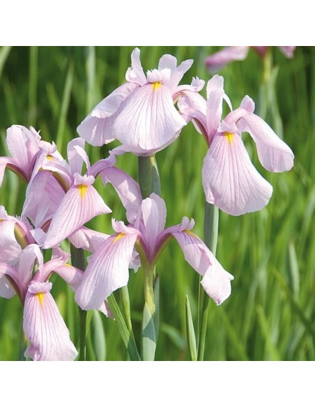 Iris des rives Rose Queen