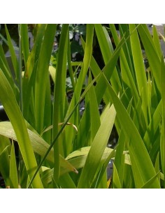 Iris des rives Snow drift 2