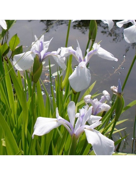 Iris des rives Snow drift