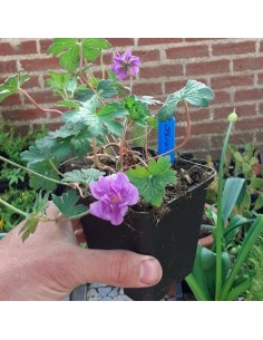 Geranium vivace de l'Himalaya Plenum