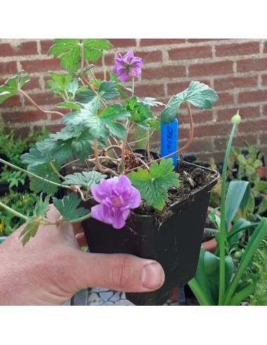Geranium vivace de l'Himalaya Plenum