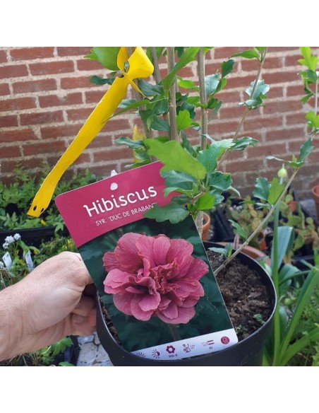 Hibiscus Duc de Brabant