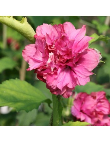 Hibiscus Duc de Brabant
