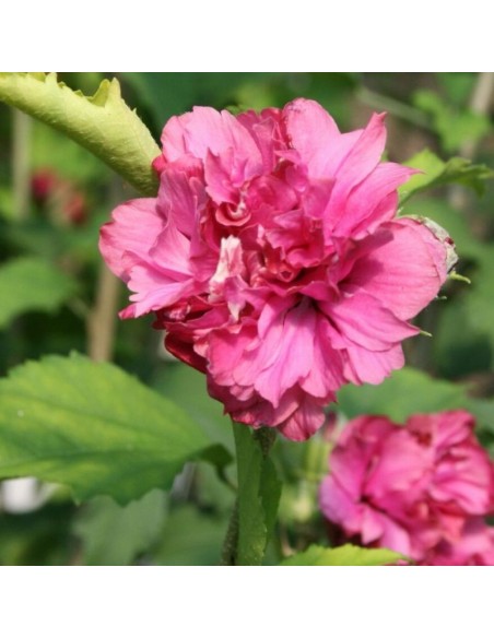 Hibiscus Duc de Brabant