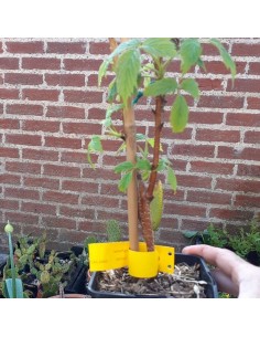 Framboisier Malling promise