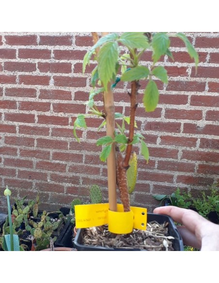 Framboisier Malling promise