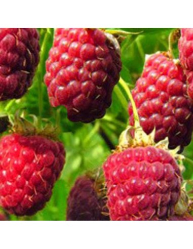 Framboisier Malling promise