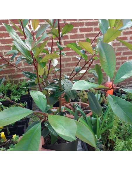 Photinia fraseri red robin