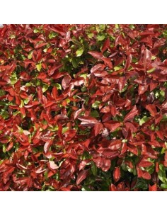 Photinia fraseri red robin 2
