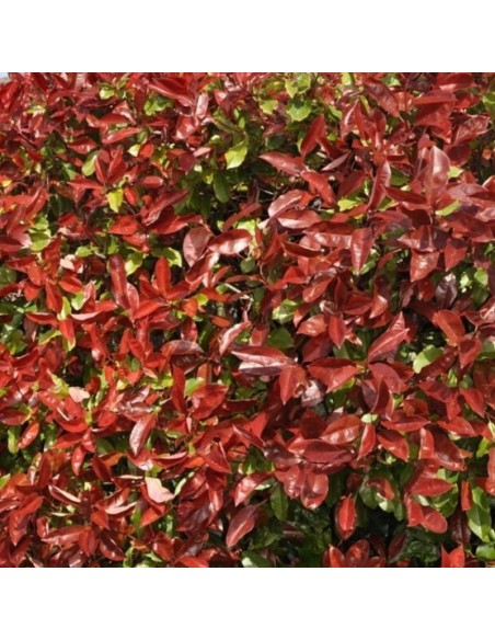 Photinia fraseri red robin