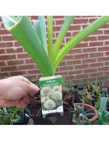 Ail d'ornement hybride Mount Everest