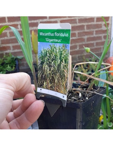 Eulalie gigantesque - Miscanthus floridulus