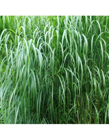 Eulalie gigantesque - Miscanthus floridulus
