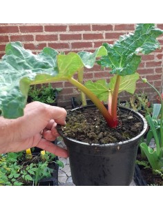 Rhubarbe 2
