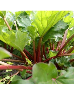 Rhubarbe