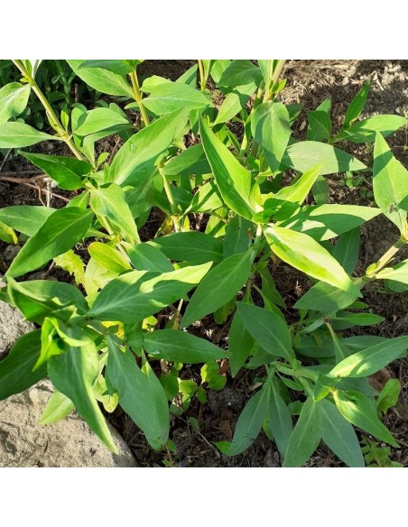 Valériane rouge coccineus