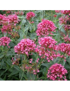 Valériane rouge coccineus