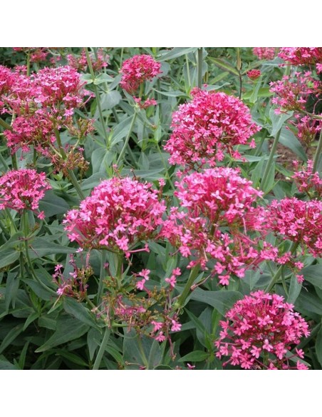 Valériane rouge coccineus
