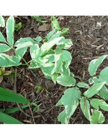 Herbe aux goutteux panachée