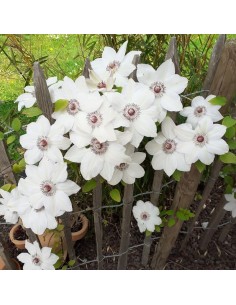 Clématite "Madame Le Coultre"