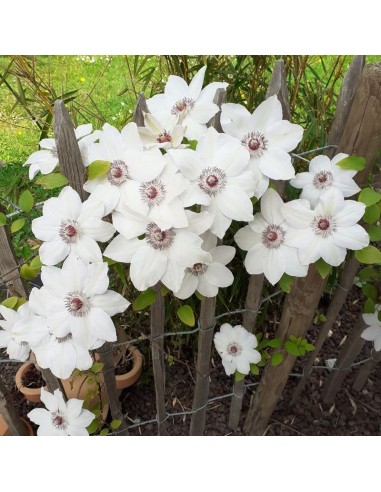 Clématite "Madame Le Coultre"