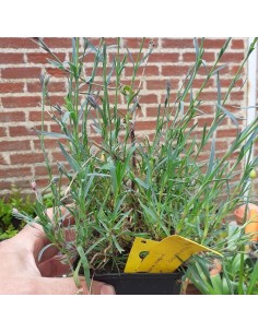 Oeillet de Grenoble 2