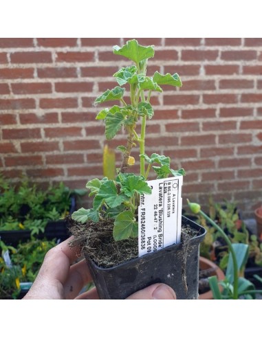 Lavatère Blushing bride