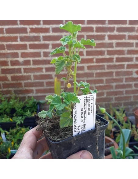 Lavatère Blushing bride