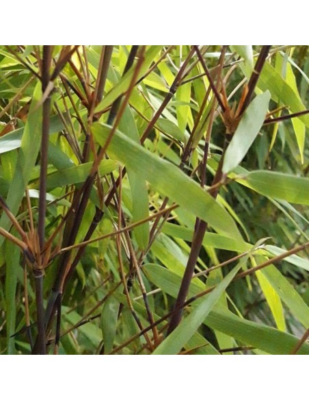 Bambou non traçant Asian Wonder