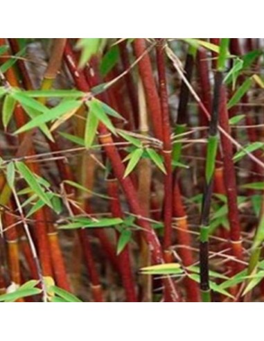 Bambou non traçant Asian Wonder