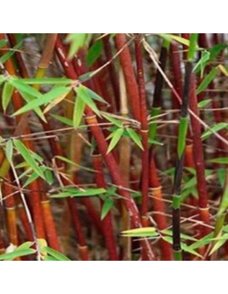 Bambou non traçant Asian Wonder