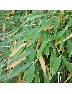 Bambou parapluie "Simba"