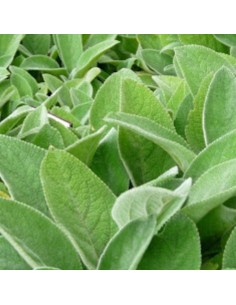 Oreille d'ours à grandes feuilles Cotton ball