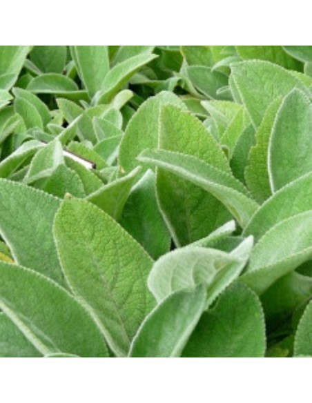 Oreille d'ours à grandes feuilles Cotton ball